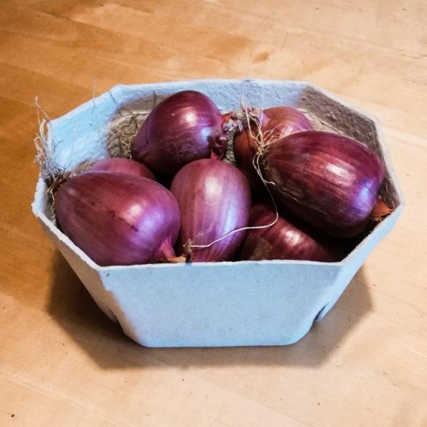 Zwiebel rosa