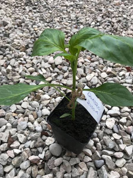 Blockpaprika Quadro rossa