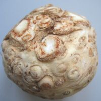 Knollensellerie Knollensellerie