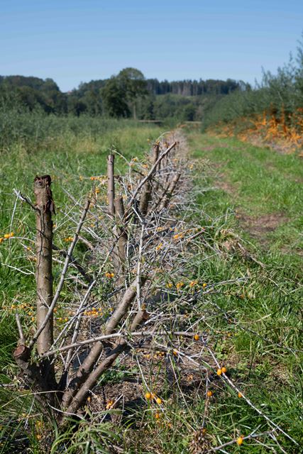 Sanddornstrauch-geschnitten_web