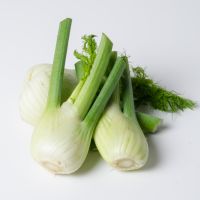 Fenchel Fenchel