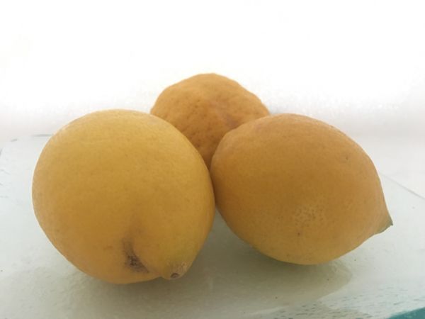 Zitronen Maglino