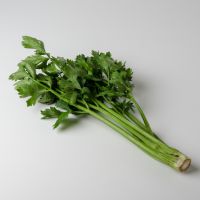 Stangensellerie Stangensellerie