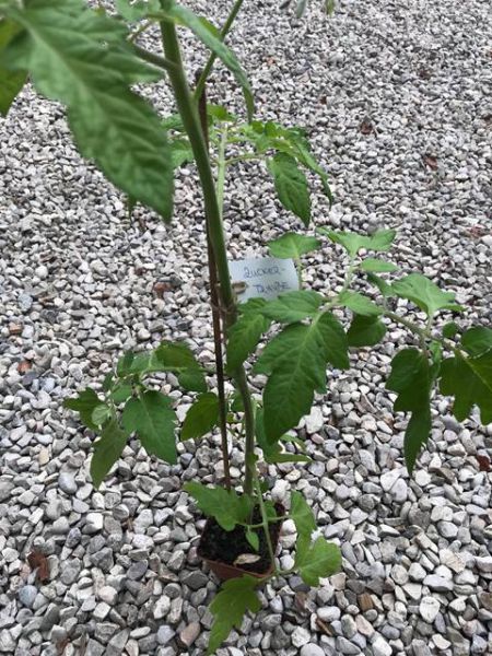 Cocktailparadeiser "Zuckertraube rot"