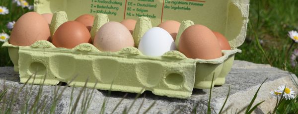 Hühnereier gemischte Größe