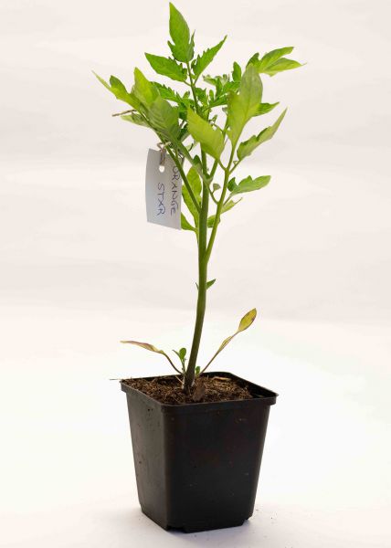 Salatparadeiser "Orange Star"