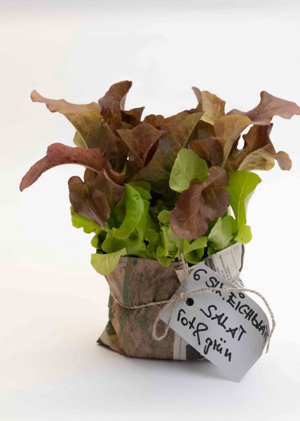 Eichblattsalat - rot & grün gemischt Jungpflanzen