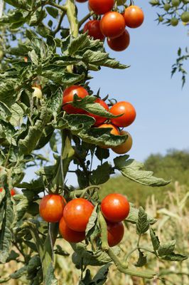 Jungpflanze Salattomate Resibella