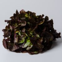 Eichblattsalat rot Eichblattsalat rot