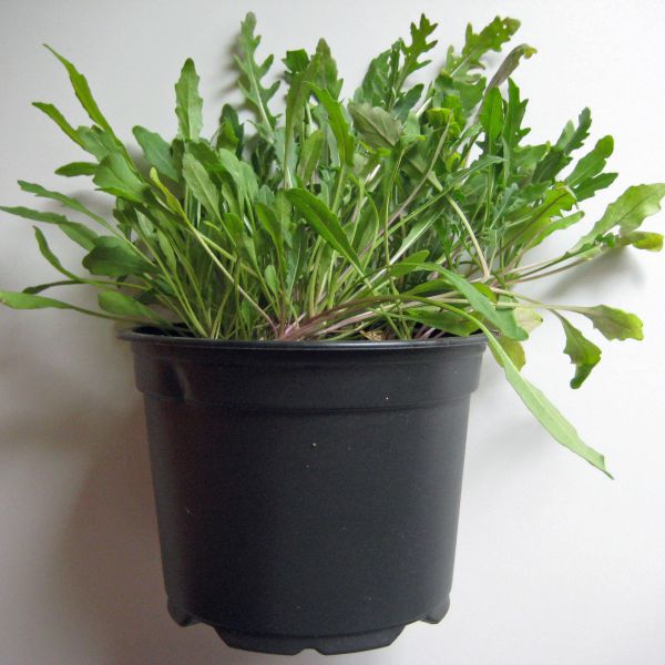 Ruccola (feinblättrig) Jungpflanze