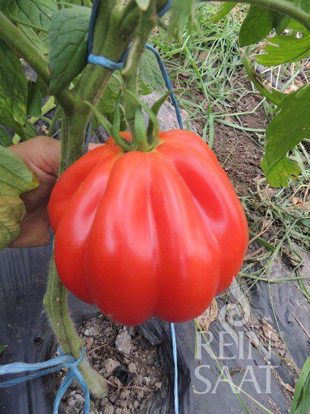 Jungpflanze Fleischtomate - Ochsenherz Liguria