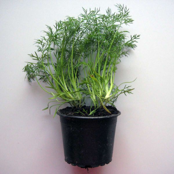 Dill Jungpflanze