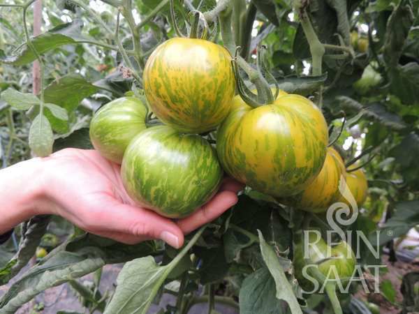 Jungpflanze Salattomate - Grünes Zebra