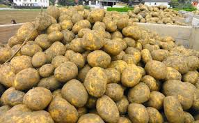 Vita Bella Demeter, leicht mehlig - Lieferung 27.3.2026