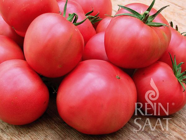 Jungpflanze Fleischtomate - Berner Rose