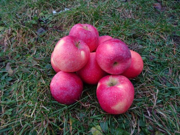 Äpfel Enterprise 2. Wahl