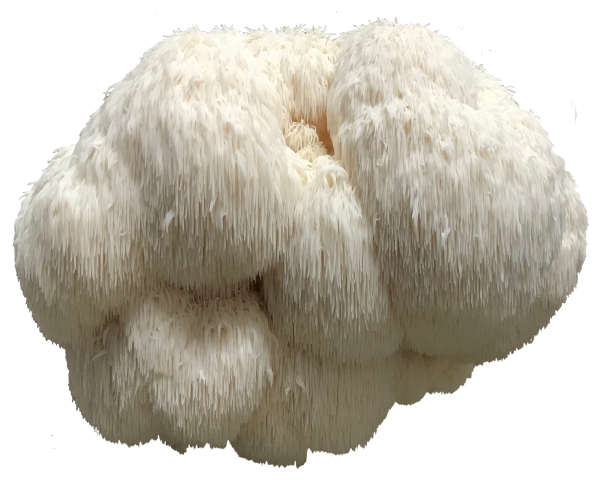 Pilz Igelstachelbart (Pom Pom blanc)