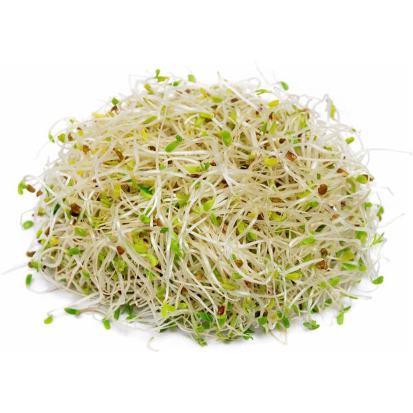 Alfalfa Sprossen frisch