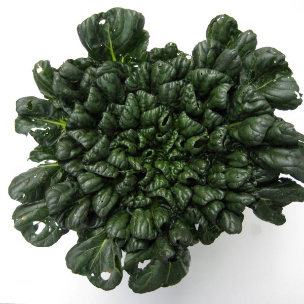 Tatsoi (Rosetten Pak Choi)