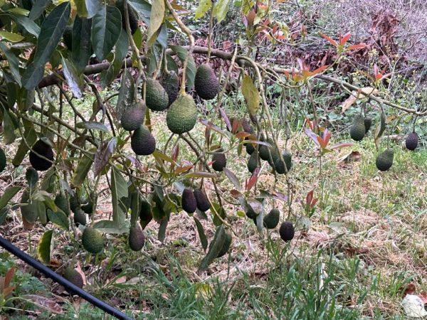 Avocado AKTION aus Kreta (genauer Abholtermin wird erst ausgeschickt)