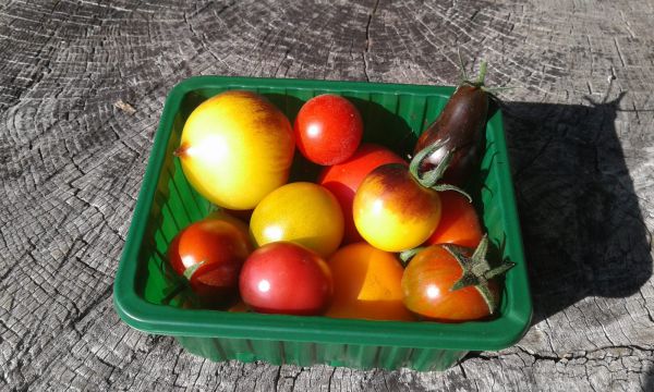 Bunte Paradeiser