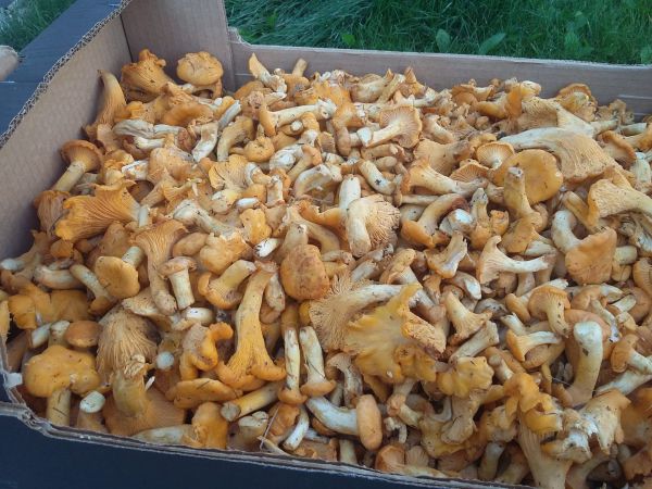 Eierschwammerl aus der Steiermark (Verfügbarkeit mit Vorbehalt!)