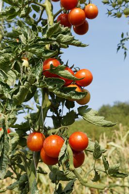 Salattomate - Resibella