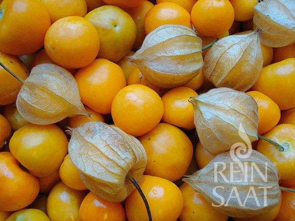 Physalis/Andenbeere - Schönbrunner Gold