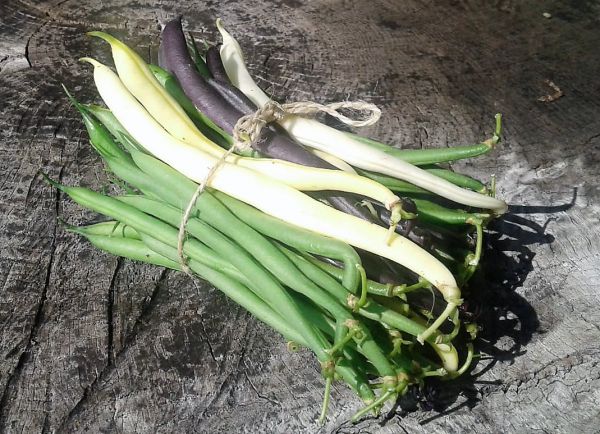 Fisolen bunt (grün, gelb &violett gemischt)
