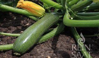 Zucchini - Serafina