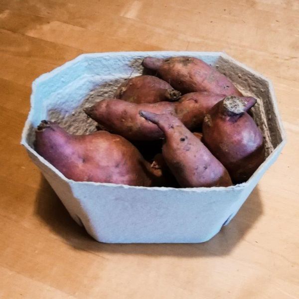 Süßkartoffeln ungewaschen