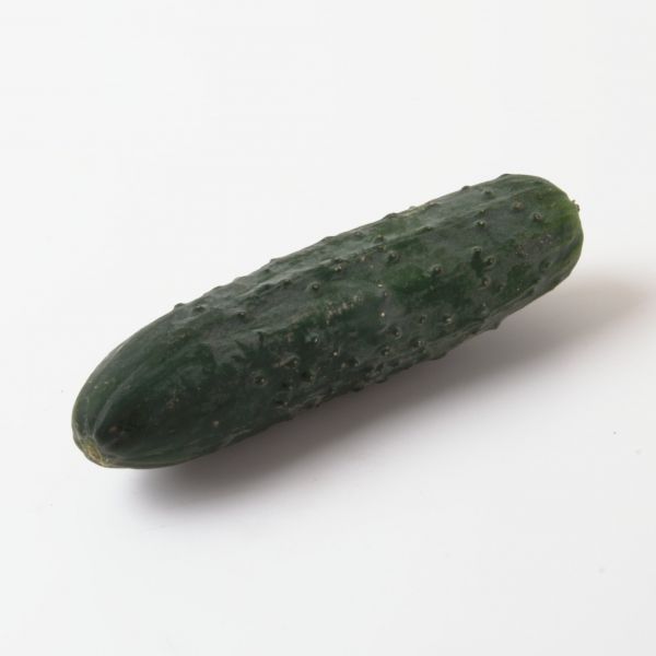 Landgurke