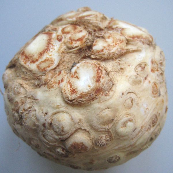Sellerie € 3,30/kg