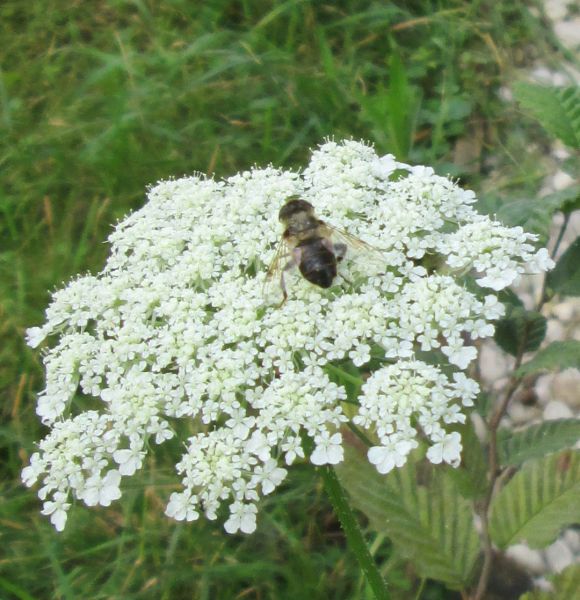 Samen - Wilde Möhre