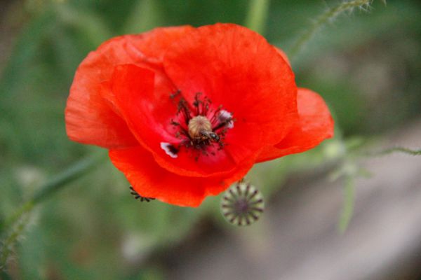 Samen - Klatschmohn rot