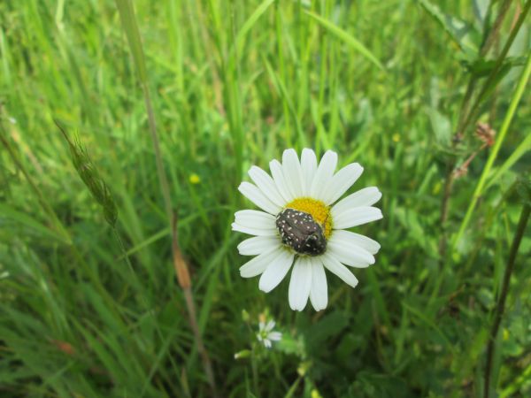 Samen - Margerite