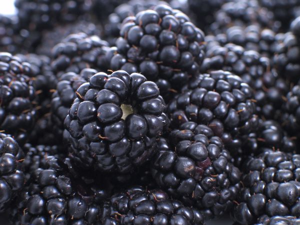 Brombeeren