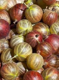 Stachelbeeren GEFROREN