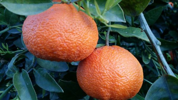 Mandarinen-Orangenkreuzung Ortanique BIO (saftig, süßlich) - ca. 9-10 kg/Box
