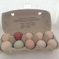 Eier 10er gemischt Eier 10er gemischt