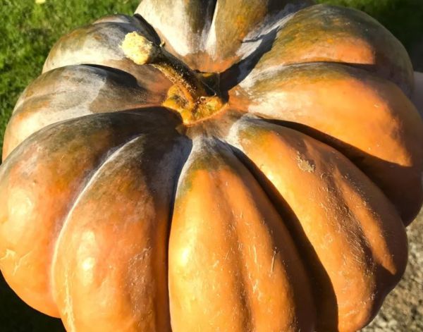 Muskatkürbis ganz ca. 6,5 kg