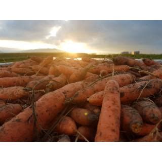 Karotten orange ungewaschen