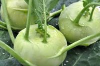 Kohlrabi Kohlrabi