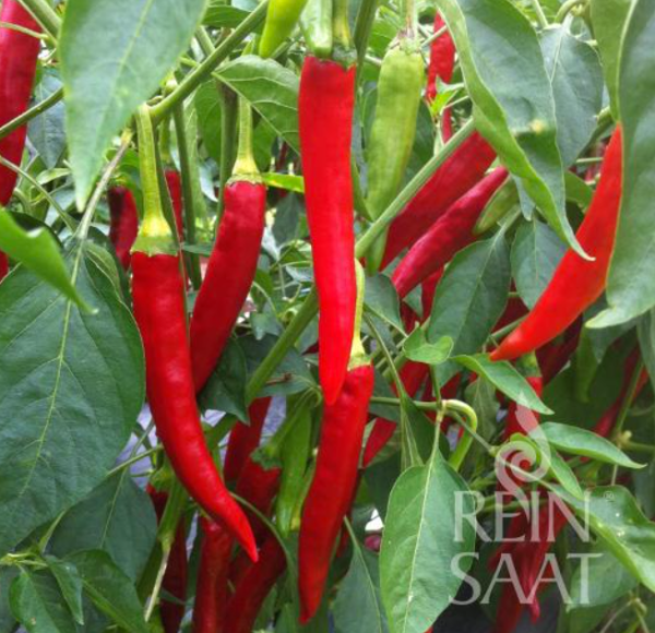 Pfefferoni Taeyang medium