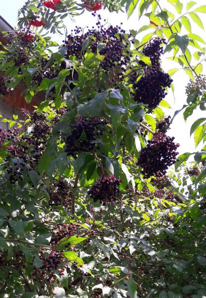 Holunderbeeren aus Wildsammlung (Dolden)
