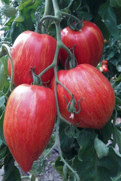 Fleischtomate - Striped Roman