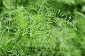 Dill Jungpflanze