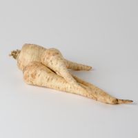 Petersilwurzel Petersilwurzel