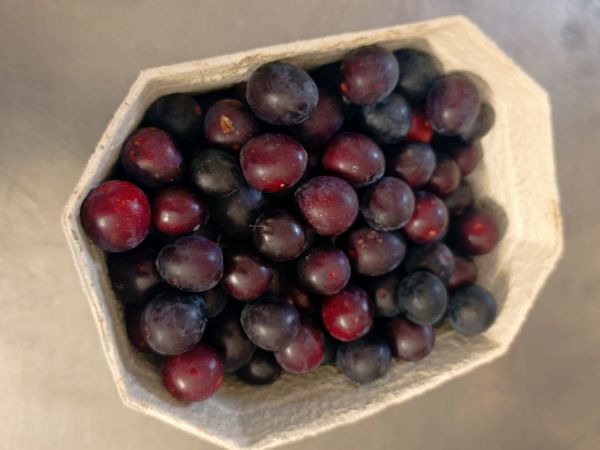 Kriecherl rot, klein süß-säuerlich