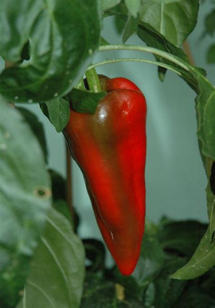 Chili - Capela Rot